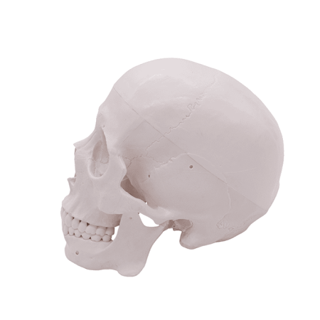 Модель «Череп человека» смонтированный